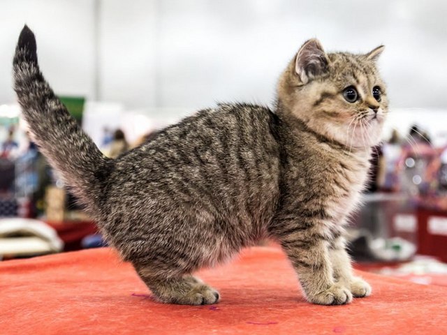 Породы кошек в Кызыле | ЗооТом портал о животных