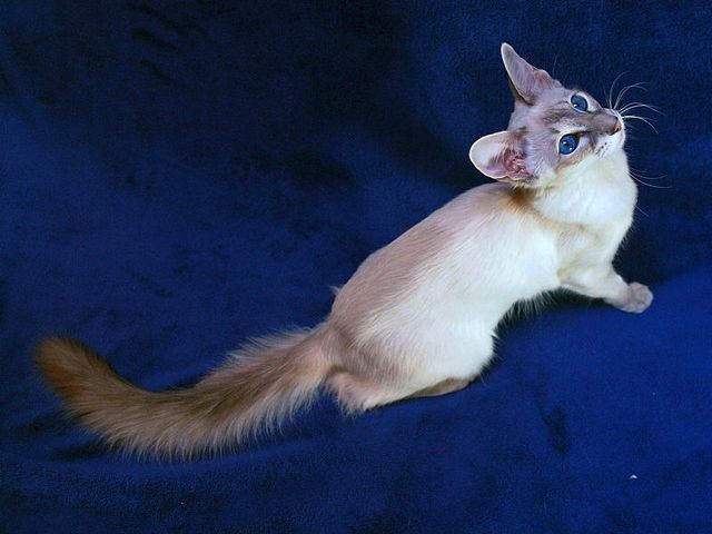 Выведенные породы кошек в Кызыле | ЗооТом портал о животных