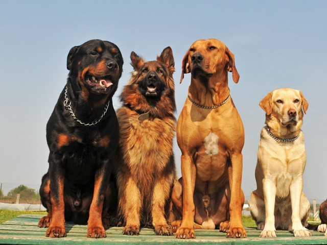 Крупные породы собак в Кызыле | ЗооТом портал о животных